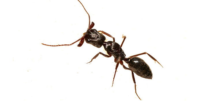 Ants Bergen NJ Pest Control Exterminator