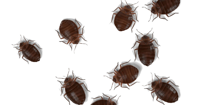 Bed Bugs Bedbugs Bergen NJ Pest Control Exterminator