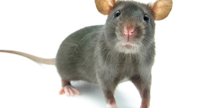 Rats Mice Bergen NJ Pest Control Exterminator
