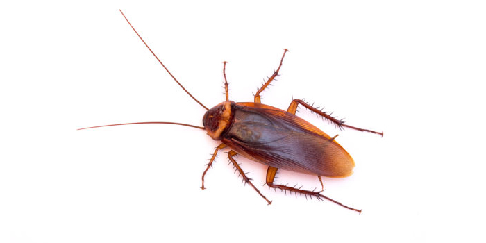 Cockroaches Bergen NJ Pest Control Exterminator
