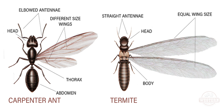 Termites Bergen NJ Pest Control Exterminator